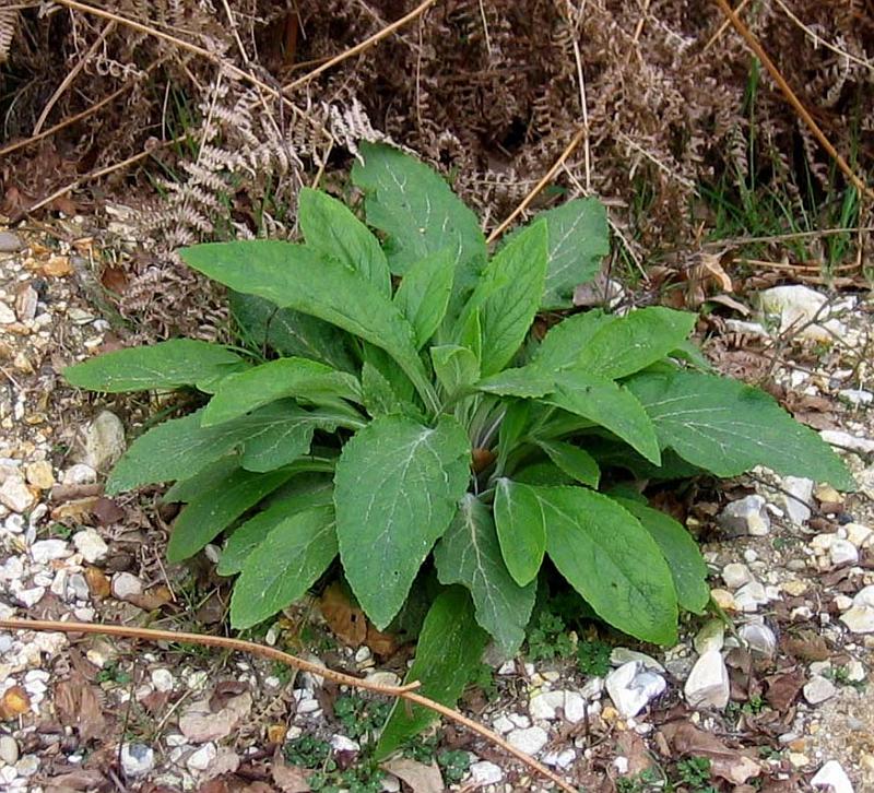 Foxglove Plant Annual Or Perennial - Foxglove Poisonous To Touch